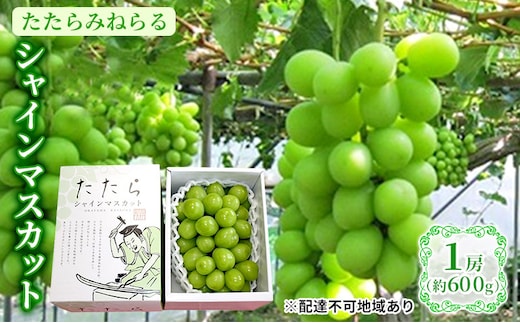 【2026年先行予約】 ぶどう 岡山県産 たたらみねらる シャインマスカット 1房(約600g) 《2026年8月下旬-10月下旬頃出荷》 葡萄 ブドウ フルーツ 果物 スイーツ 数量限定 期間限定 岡山 里庄町