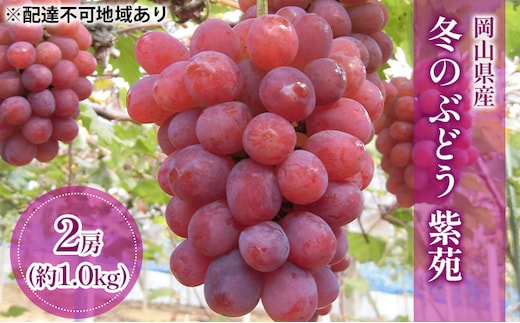 【2026年先行予約】 ぶどう 岡山県産 冬のぶどう 紫苑 （ 種無し ）約1.0kg（2房） 《2026年10月中旬-11月上旬頃出荷》 葡萄 ブドウ フルーツ 果物 数量限定 期間限定 岡山 里庄町 果物類 
