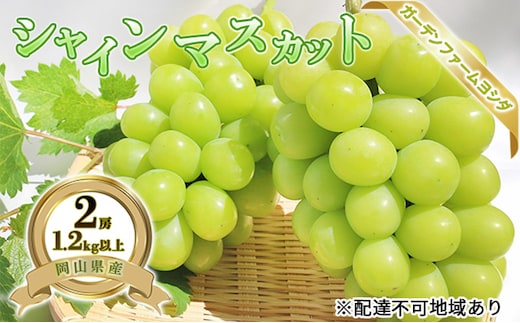 【2026年先行予約】 ぶどう 岡山県産 シャインマスカット 1.2kg以上(2房)《2026年9月上旬-下旬頃出荷》 葡萄 ブドウ 岡山県産 フルーツ 果物 数量限定 期間限定 岡山 里庄町 ブドウ 果物類