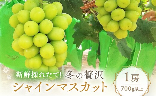 【2026年先行予約】 ぶどう 冬の贅沢 シャインマスカット 1房(700g以上)【11月20日から12月12日の期間に発送】 葡萄 ブドウ 岡山県産 フルーツ 果物 数量限定 期間限定 岡山 里庄町 