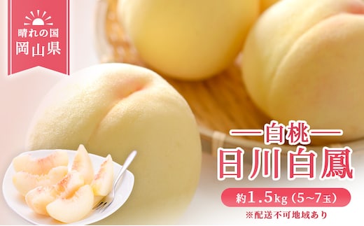 【 2026年 先行予約】 桃 岡山県産 日川 白鳳 （白桃） 約1.5kg（5～7玉） 《2026年6月下旬-7月上旬頃出荷》 白桃 岡山 スイーツ フルーツ 果物 先行予約 数量限定 期間限定 岡山 里庄町 