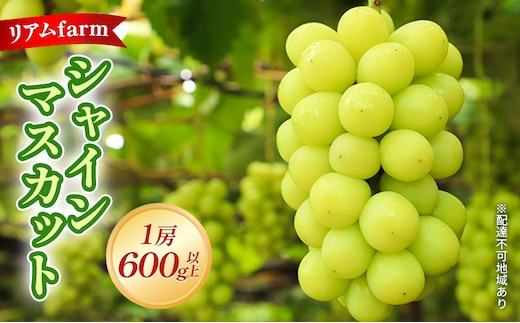 【 2026年 先行予約】 ぶどう 岡山県産 シャインマスカット 1房（600g以上） 《2026年7月下旬-8月中旬頃出荷》 葡萄 ブドウ フルーツ 果物 スイーツ 数量限定 期間限定 里庄町 リアム farm