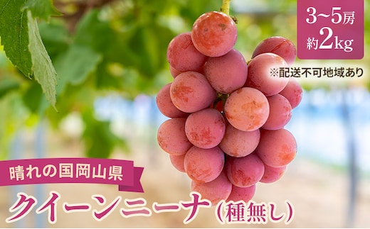 【2026年先行予約】 ぶどう 岡山県産 クイーンニーナ （ 種無し ）約2kg（3～5房） 《2026年9月上旬-下旬頃出荷》 葡萄 ブドウ フルーツ 果物 スイーツ 数量限定 期間限定 岡山 里庄町 大粒 赤色 