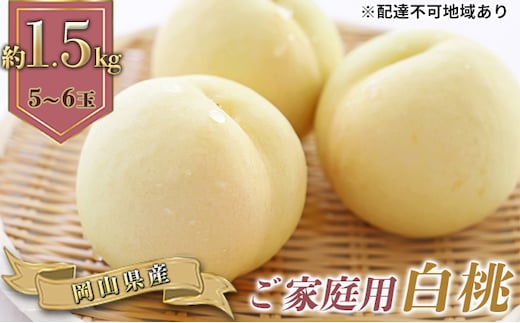 桃 2026年 先行予約 ご家庭用 白桃（晩生種）5～6玉 合計約1.5kg もも モモ 岡山県産 国産 フルーツ 果物 ギフト