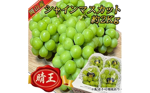 ぶどう2026年 先行予約 岡山 名産 晴王 シャイン マスカット たっぷり2kg！9月上旬以降順次発送 ギフトにも ブドウ 葡萄 岡山県産 国産 フルーツ 果物 ギフト用 贈答用 皮ごと 種なし 産地直送 