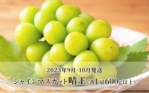 新作入荷格安 ぶどう［2023年先行予約］晴王 シャインマスカット 3房