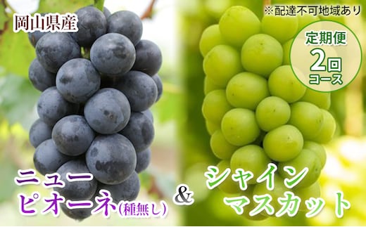【 2026年 先行予約 】岡山県産 ニューピオーネ ＆ シャインマスカット （ご家庭用）定期便 2回 コース《2026年9月-10月出荷》 岡山県産 フルーツ 果物 数量限定 里庄町 