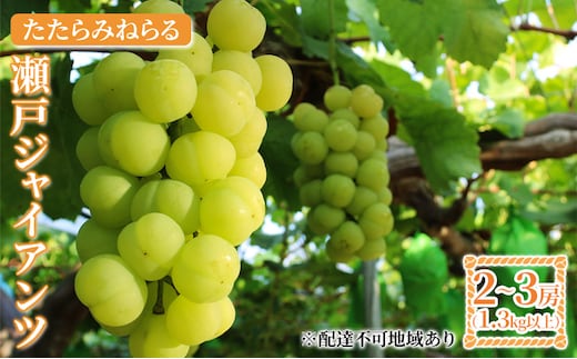 【2026年先行予約】 ぶどう 岡山県産 たたらみねらる 瀬戸ジャイアンツ 1.3kg以上（2房～3房） 《2026年9月中旬-10月中旬頃出荷》 葡萄 ブドウ フルーツ 果物 スイーツ 数量限定 期間限定 岡山 里庄町 
