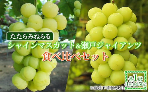 【2026年先行予約】 ぶどう 岡山県産 たたらみねらる シャインマスカット & 瀬戸ジャイアンツ 食べ比べセット 各1房(1房約650g) 《2026年9月中旬-10月中旬頃出荷》 ブドウ フルーツ 果物 数量限定