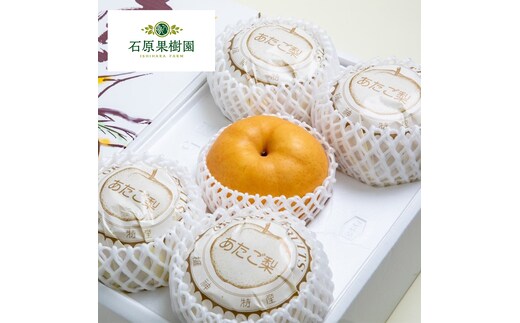 梨 2025年 先行予約 ご家庭用 あたご梨 3～9玉入り約4kg 化粧箱【11月下旬～12月中旬頃発送】 ナシ なし 岡山県産 国産 フルーツ 果物 石原果樹園 