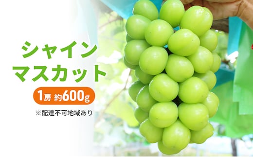 ぶどう 2026年 先行予約 シャインマスカット 1房 約600g ブドウ シャイン マスカット 葡萄 岡山 国産 フルーツ 果物