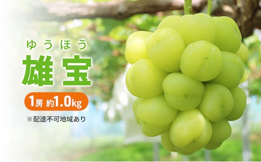 ぶどう 2026年 先行予約 雄宝 1房 約1.0kg 数量限定 ブドウ 葡萄 岡山 国産 フルーツ 果物 
