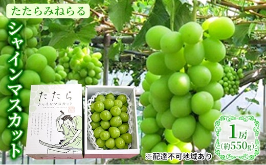 【2026年先行予約】 ぶどう 岡山県産 たたらみねらる シャインマスカット 1房(約550g) 《2026年8月下旬-10月下旬頃出荷》 葡萄 ブドウ フルーツ 果物 スイーツ 数量限定 期間限定 岡山 里庄町 