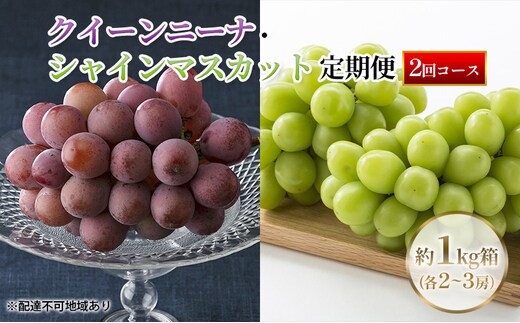 【定期便】【2026年先行予約】 ぶどう 岡山県産 クイーンニーナ ・ シャインマスカット 1kg箱（各2～3房） 定期便 2回 《2026年9月上旬-10月下旬頃出荷》 葡萄 ブドウ 岡山県産 フルーツ 果物 数量限定