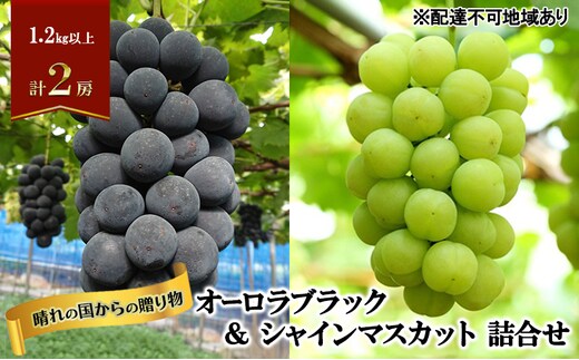 【2026年先行予約】 ぶどう 岡山県産 晴れの国からの 贈り物 オーロラブラック ＆ シャインマスカット 詰合せ 1.2kg以上(2房)《2026年9月上旬-9月中旬出荷》 葡萄 ブドウ フルーツ 果物 数量限定 期間限定 里庄町