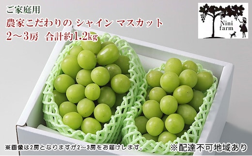 ぶどう 2026年 先行予約 【平均糖度20度】 ご家庭用 農家こだわりの シャイン マスカット 2～3房 合計約1.2kg ブドウ 葡萄 岡山県産 国産 フルーツ 果物 【 Nini farm 農家 直送 】