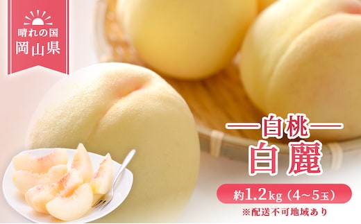 【 2026年 先行予約】 桃 岡山県産 白麗 (白桃) 約1.2kg (4～5玉)《2026年7月下旬-8月中旬頃出荷》 白桃 岡山 はくとう スイーツ フルーツ 果物 先行予約 数量限定 期間限定 岡山 里庄町 モモ もも 桃