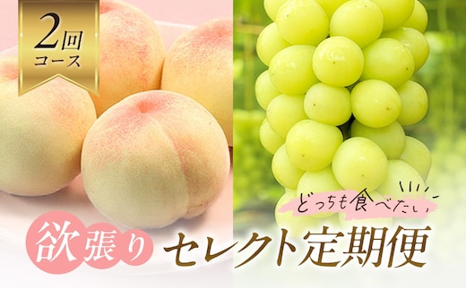 【2026年先行予約】 桃 ぶどう 欲張りセレクト 定期便 2回コース ( 白桃 ・ シャインマスカット ）《2026年7月上旬-8月中旬頃出荷》 もも モモ 葡萄 ブドウ 里庄町 数量限定