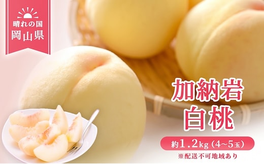 【 2027年 先行予約】 桃 岡山県産 加納岩 白桃 約1.2kg（4～5玉） 《2027年6月下旬-7月上旬頃出荷》 白桃 岡山 はくとう スイーツ フルーツ 果物 先行予約 数量限定 期間限定 岡山 里庄町 モモ もも 桃