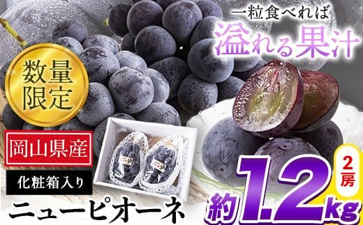 秀品 ニューピオーネ 約1.2kg 2房 《8月下旬-10月中旬頃出荷》 ピオーネ ニューピオーネ ---ofn_csnp_h810_25_24000_2---