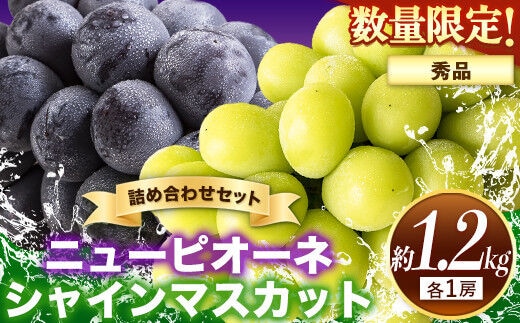 秀品 シャインマスカット ニューピオーネ 詰め合わせ 約1.2kg 2房 葡萄 果物 厳選出荷 スイーツ フルーツ デザート 岡山県矢掛町《9月上旬～10月中旬頃に出荷予定(土日祝除く)》---ofn_csnpsm_ae9_26_24000_2---
