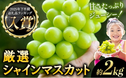 【2026年発送先行予約】厳選 シャインマスカット 約2kg 3～4房《2026年9月上旬-11月中旬に出荷予定(土日祝除く)》 シャインマスカット 数量限定 厳選 シャインマスカット マスカット シャイン ぶどう シャインマスカット フルーツ 岡山県産 シャインマスカット 矢掛 シャインマスカット ---ofn_cwsmx_ae911_26_19000_2---