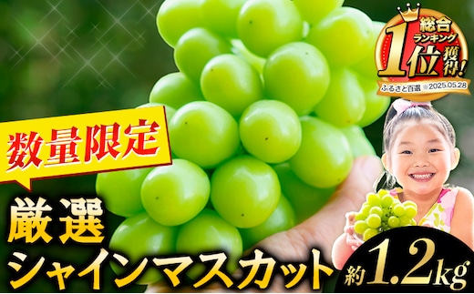 【2026年発送先行予約】 厳選 シャインマスカット 約1.2kg 《2026年9月上旬-11月中旬頃に出荷予定(土日祝除く)》 シャインマスカット ぶどう シャインマスカット ブドウ フルーツ 大粒 ランキング 1位 厳選 シャインマスカット 先行予約 岡山県産 シャインマスカット 訳あり シャインマスカット シャインマスカット シャインマスカット シャインマスカット シャインマスカット シャインマスカット シャインマスカット ---ofn_cwsmx_ae911_26_13500_h2---