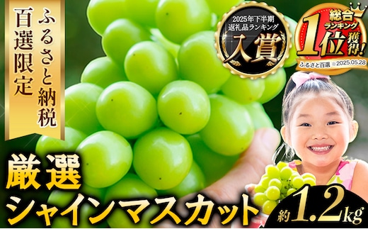 【2026年発送先行予約】 厳選 シャインマスカット 約1.2kg 《2026年9月上旬-11月中旬頃に出荷予定(土日祝除く)》 シャインマスカット ぶどう シャインマスカット ブドウ フルーツ 大粒 ランキング 1位 厳選 シャインマスカット 先行予約 岡山県産 シャインマスカット 訳あり シャインマスカット シャインマスカット シャインマスカット シャインマスカット シャインマスカット シャインマスカット シャインマスカット ---ofn_cwsmx_ae911_26_13500_h2---