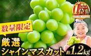 【2026年発送先行予約】 厳選 シャインマスカット 約1.2kg 《2026年9月上旬-11月中旬頃に出荷予定(土日祝除く)》 シャインマスカット ぶどう シャインマスカット ブドウ フルーツ 大粒 ランキング 1位 厳選 シャインマスカット 先行予約 岡山県産 シャインマスカット 訳あり シャインマスカット シャインマスカット シャインマスカット シャインマスカット シャインマスカット シャインマスカット シャインマスカット ---ofn_cwsmx_ae911_26_13500_h2---