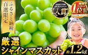 【2026年発送先行予約】 厳選 シャインマスカット 約1.2kg 《2026年9月上旬-11月中旬頃に出荷予定(土日祝除く)》 シャインマスカット ぶどう シャインマスカット ブドウ フルーツ 大粒 ランキング 1位 厳選 シャインマスカット 先行予約 岡山県産 シャインマスカット 訳あり シャインマスカット シャインマスカット シャインマスカット シャインマスカット シャインマスカット シャインマスカット シャインマスカット ---ofn_cwsmx_ae911_26_13500_h2---