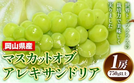 【先行予約】 岡山県産 マスカットオブアレキサンドリア 1房 (750g以上) 【配送不可地域あり】 《7月上旬-8月下旬頃出荷》 岡山県 矢掛町 果物 フルーツ ぶどう 葡萄 送料無料 ---osy_chbf8_ak7_26_21500_1---