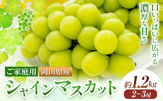 【2026年発送先行予約】ご家庭用 岡山県産 シャインマスカット 1.2kg 2房 3房 晴れの国おかやま館 《2026年9月上旬-10月上旬頃出荷》岡山県 矢掛町 葡萄 マスカット 果物 スイーツ フルーツ デザート【配送不可地域あり】（離島）---ofn_choksm_ad9_25_16000_12---