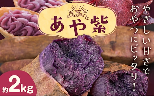 さつまいも 芋 あや紫 アヤムラサキ 約2kg Yataka farm《10月上旬-1月末頃出荷》岡山県 矢掛町 送料無料 野菜 いも サツマイモ 紫芋 紫いも お取り寄せ---osy_ytkams_af101_25_9500_2---