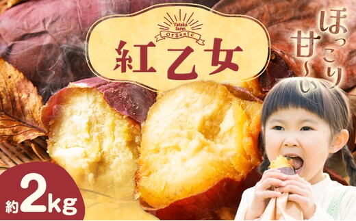 さつまいも 芋 紅乙女 ベニオトメ 約2kg Yataka farm《10月上旬-1月末頃出荷》岡山県 矢掛町 送料無料 野菜 いも サツマイモ 紅おとめ お取り寄せ---osy_ytkbom_af101_25_9500_2---