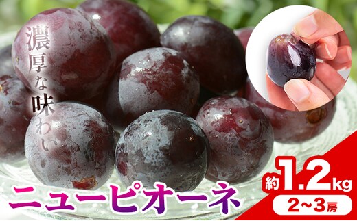 【2026年発送先行予約】ご家庭用 岡山県産 ニューピオーネ 1.2kg 2-3房 晴れの国おかやま館 《2026年9月上旬-10月上旬頃出荷》岡山県 矢掛町 葡萄 ぶどう 果物 スイーツ フルーツ デザート【配送不可地域あり】（離島）---ofn_choknp_ad9_25_15500_12---