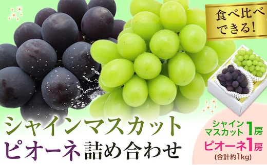 【2026年発送先行予約】シャインマスカット・ピオーネ詰め合わせ 約1.0kg マスカット 葡萄 ブドウ ぶどう ピオーネ フルーツ セット 晴れの国おかやま館 《2026年8月下旬-9月中旬頃出荷》 フルーツ 果物 果実 岡山県 矢掛町---ofn_choksp_h8_25_22000_10---