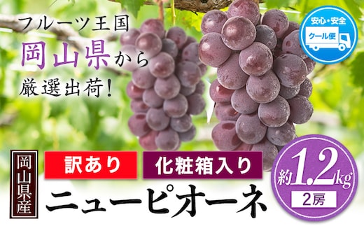 訳あり ニューピオーネ 約1.2kg 2房《8月下旬～10月中旬頃に出荷予定(土日祝除く)》 葡萄 果物 秋旬 訳あり 優品 厳選出荷 スイーツ フルーツ デザート 岡山県矢掛町 数量限定---ofn_cwnp_h810_26_13500_2---