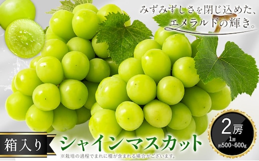 シャインマスカット ぶどう マスカット 箱入り 2房 1房500g～600g 中嶋ぶどう園《9月上旬-10月下旬頃出荷》岡山県 矢掛町 送料無料 フルーツ 果物 お取り寄せフルーツ---osy_cnkss2_ak9_26_16000_2---