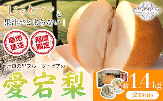【先行予約】 産地直送 愛宕梨 約1.4kg(2玉前後) 水車の里フルーツトピア 期間限定 岡山県矢掛町産 なし 果物 スイーツ フルーツ デザート《12月上旬-2月上旬頃出荷》 梨---osy_suiatg_ad122_25_18500_2---