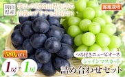 【先行予約】 岡山県産 つる付き！ニューピオーネ 1房 580g & シャインマスカット 1房 580g セット 露地栽培【配送不可地域あり】ニューピオーネ シャインマスカット《9月上旬-10月下旬頃出荷》 岡山県 矢掛町 晴王 ぶどう 詰め合わせ 果物---osy_chbf48_ak9_26_21500_s---