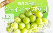【先行予約】 秀品 贈答用 シャインマスカット 1.2kg(2~3房)《2026年8月下旬-9月中旬頃出荷》田尻盛果園 フルーツ 果物 マスカット ぶどう---osy_ctajipsm_h8_24_15000_12---