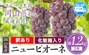 訳あり ニューピオーネ 約1.2kg 2房《8月下旬～10月中旬頃に出荷予定(土日祝除く)》 葡萄 果物 秋旬 訳あり 優品 厳選出荷 スイーツ フルーツ デザート 岡山県矢掛町 数量限定---ofn_cwnp_h810_26_13500_2---