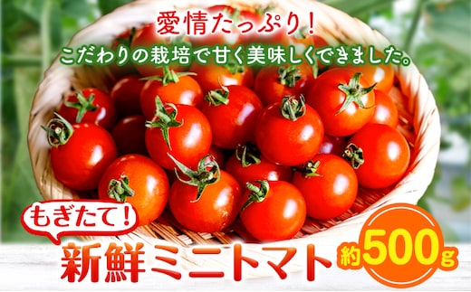 ミニトマト 約500g 出原農園 《1月上旬-5月末頃出荷》 岡山県 矢掛町 野菜 ミニトマト もぎたて 新鮮---osy_iktmt_af15_24_5500_500---