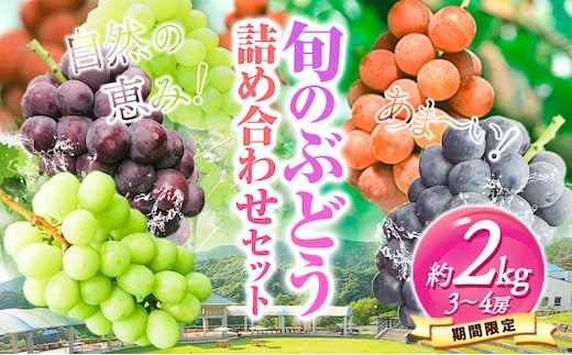 先行予約 旬のぶどう詰め合わせセット 1箱 約2kg 3～4房 《9月上旬-9月末頃出荷》 水車の里フルーツトピア 期間限定 岡山県 矢掛町 葡萄 果物 スイーツ フルーツ デザート---osy_csuibs_ac9_26_24500_2---