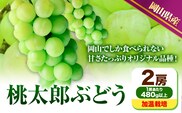 【先行予約】 岡山県産 桃太郎ぶどう 2房 (480g以上) 加温栽培 【配送不可地域あり】加温栽培《7月上旬-8月下旬頃出荷》 無加温栽培 岡山県 矢掛町 ぶどう 葡萄 果物---osy_chbf6_ak7_26_24500_2---