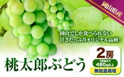 【先行予約】 岡山県産 桃太郎ぶどう 2房 (480g以上) 無加温栽培【配送不可地域あり】加温栽培《9月上旬-10月下旬頃出荷》無加温栽培 岡山県 矢掛町 ぶどう 葡萄 果物---osy_chbf7_ak9_26_23000_2---