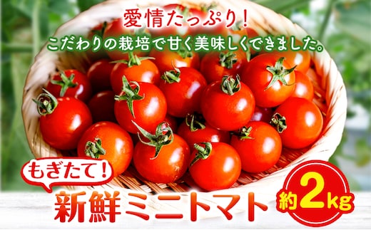ミニトマト 約2kg 出原農園 《1月上旬-5月末頃出荷》 岡山県 矢掛町 野菜 ミニトマト もぎたて 新鮮---osy_iktmt_af15_24_14000_2---
