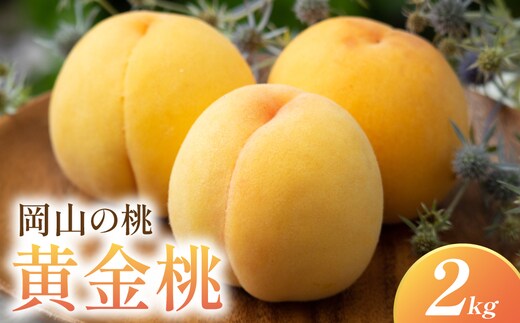 岡山県産・マンゴーの様な黄色い桃・黄金桃 2kg箱