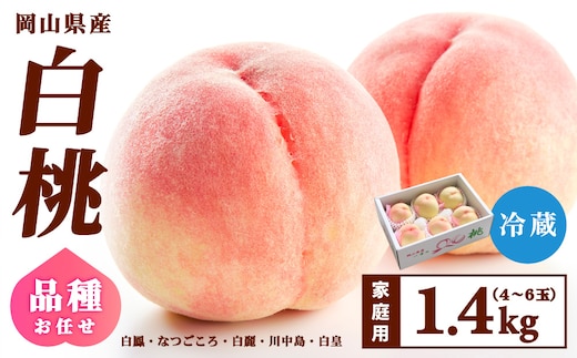 【家庭用】岡山県産 旬の桃 白桃 品種おまかせ 1.4kg