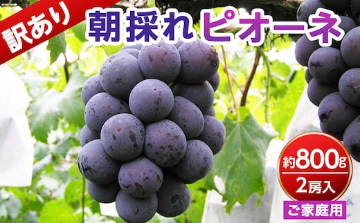 【ご家庭用・訳あり品】ピオーネ 約800g（2房入）